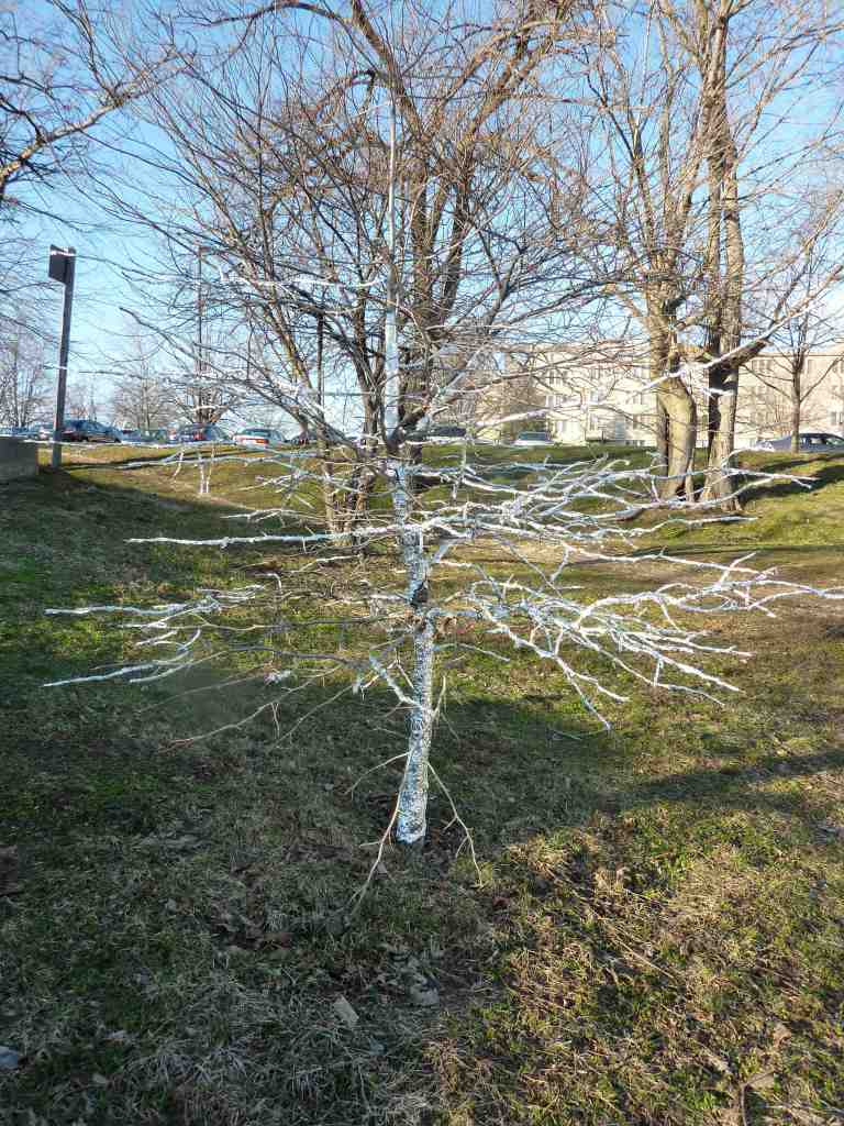 tree, wrapped, aluminium, foil, aluminium foil, art, outside, studio