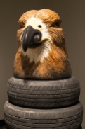 Australia Head (Hawthorn Hawk)